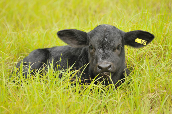 Stock bovino de Paraguay podría perder otras 350 mil cabezas en 2026, la sexta baja consecutiva