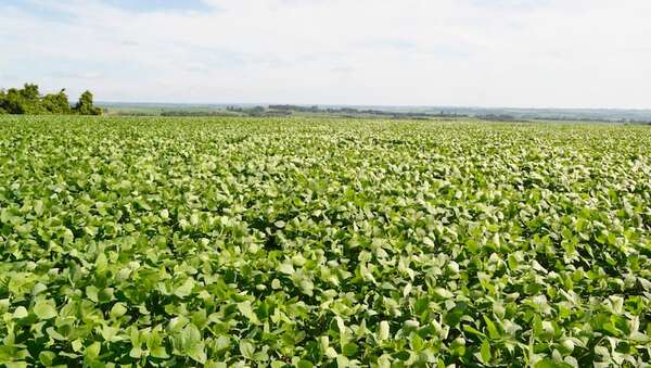 Paraguay adeuda al FMI 0,6% del PIB, frente al 8,6% de Argentina - Economía - ABC Color