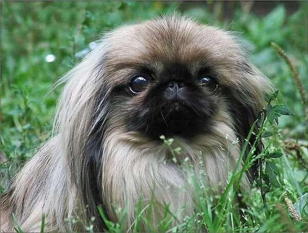 Estas dos razas braquicéfalas encabezan el riesgo de trastornos respiratorios graves - Mascotas - ABC Color