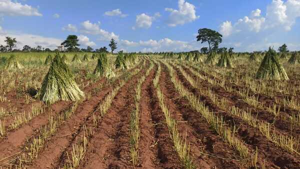 Productores de sésamo denuncian crisis de precios y falta de protección