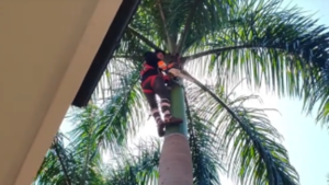 Contó que poda palmeras por G. 2 millones, le criticaron y explicó la razón del precio