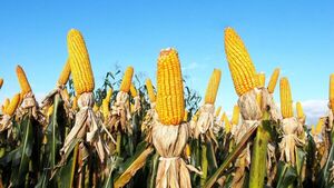 Elevada demanda permitió duplicar exportaciones de maíz de zafra 2025