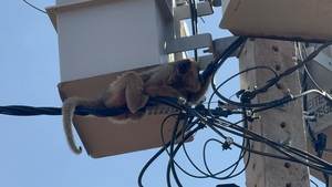 Karaja fue rescatado tras varios días desplazándose sobre cables eléctricos - Concepción al Día