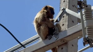 Rescatan a un mono aullador que deambulaba sobre cables eléctricos en Concepción