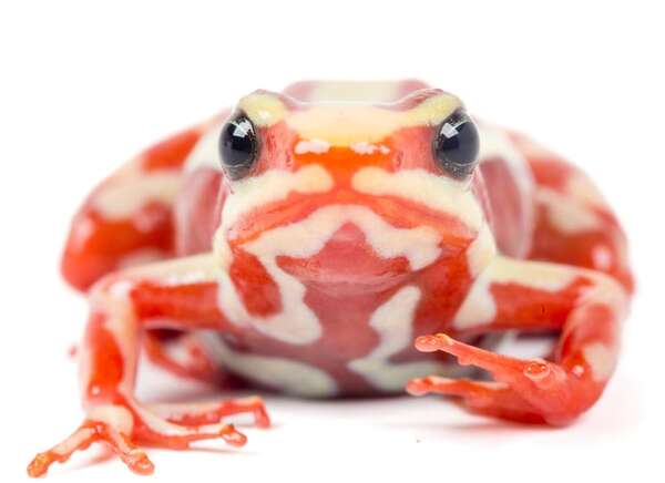 Debate internacional por muerte del opositor ruso Navalni: ¿fue envenenado con toxina de rana? - Ciencia - ABC Color