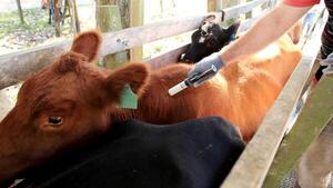 Senacsa inició la vacunación contra la fiebre aftosa, con una meta de 12,8 millones de bovinos