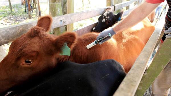 Senacsa inició la vacunación contra la fiebre aftosa, con una meta de 12,8 millones de bovinos