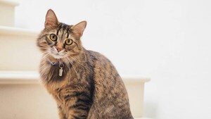 ¿Cura a la enfermedad? Los gatos portan las claves para entender el cáncer de mama