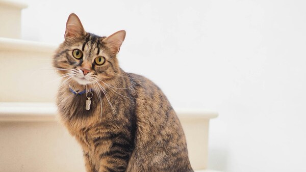 ¿Cura a la enfermedad? Los gatos portan las claves para entender el cáncer de mama