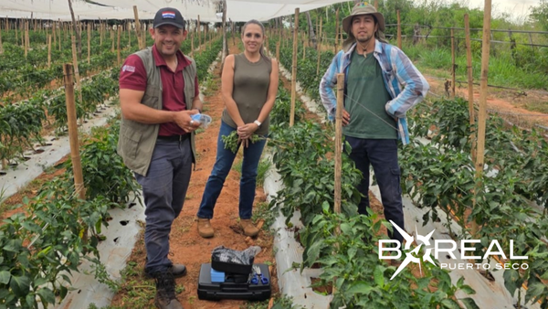 Colaboración Paraguay-Israel: fortalecen producción de tomate y pimiento | Unicanal