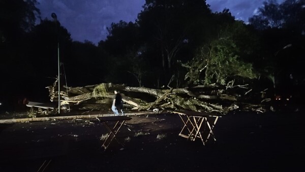 Alto Paraná: Ráfagas de vientos derrumban árboles y causan cortes de energía eléctrica