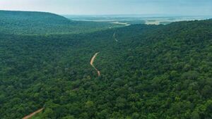 Paraguay conserva el 44,4% de su territorio forestal y registra baja en la deforestación, según Infona