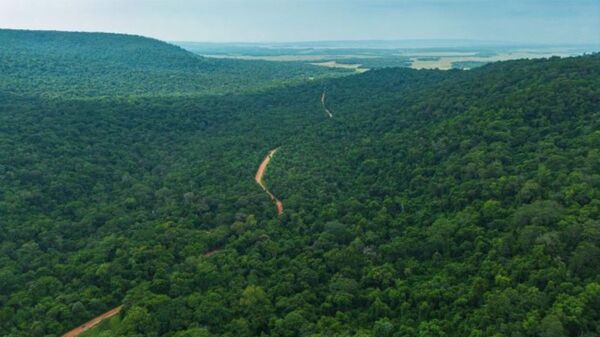 Paraguay conserva el 44,4% de su territorio forestal y registra baja en la deforestación, según Infona