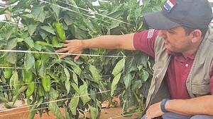 Ola de calor genera estrés en hortalizas, según el MAG