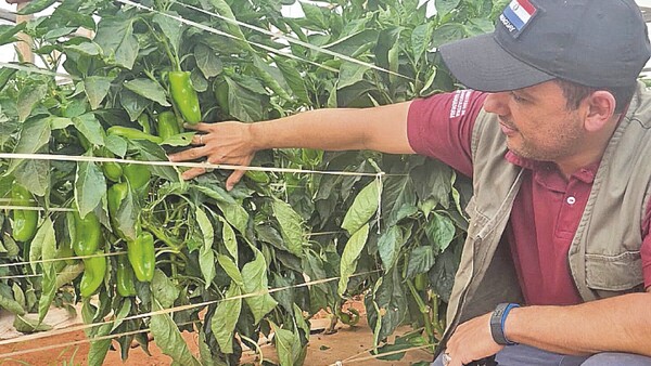 Ola de calor genera estrés en hortalizas, según el MAG