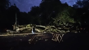 Temporal en Alto Paraná: caída de árboles y cortes de energía eléctrica