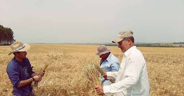La Nación / Exportaciones de trigo registran crecimiento del 12 % al arranque del año
