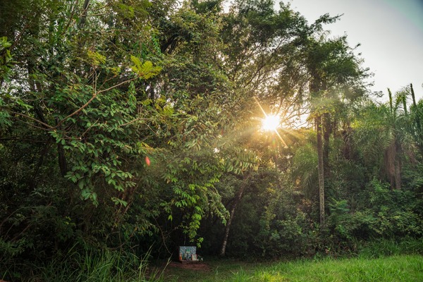 Paraguay conserva el 44,4% de su territorio forestal, según nuevo reporte nacional del INFONA
