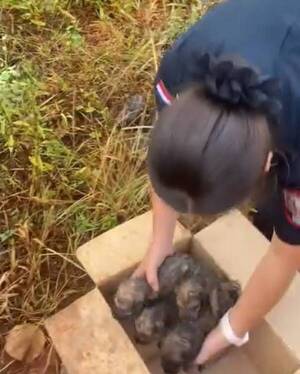 [VIDEO] Ma'ena, policía rescató siete firulais que fueron abandonados