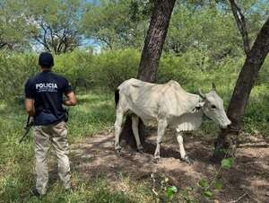 Tras tiroteo entre policías y abigeos, recuperan ganado robado en Fuerte Olimpo - Noticias del Chaco - ABC Color