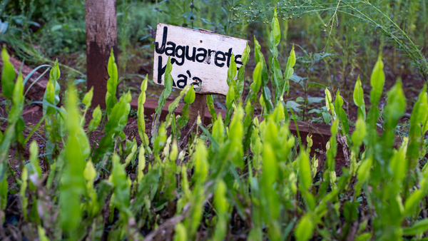Crearán la Ruta del Poha Ñana: el saber generacional que busca ser clave en el turismo