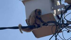 Rescataron a karaja electricista