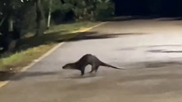Video: Captan a un lobope dando un paseo por el Parque Guasu Metropolitano