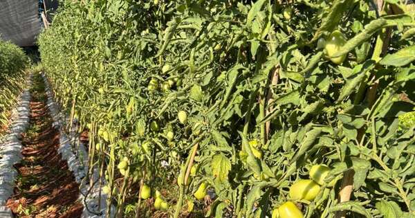 La Nación / MAG brinda acompañamiento técnico a cultivos de tomate en diferentes puntos del país