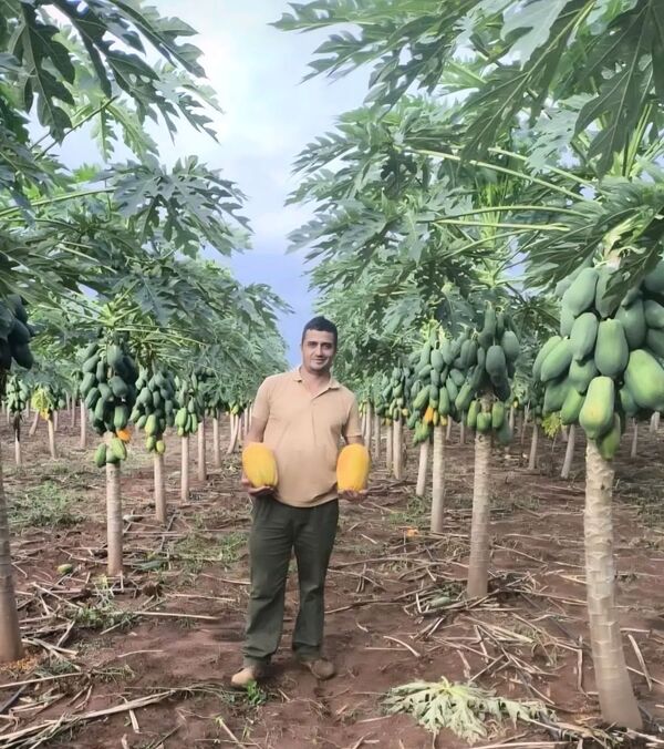 Productor de Belén se destaca con cultivo de mamón en finca familiar y apuesta por la agricultura orgánica - Concepción al Día