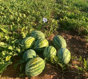 Productores de Itapúa logran exitosa producción de sandía en verano