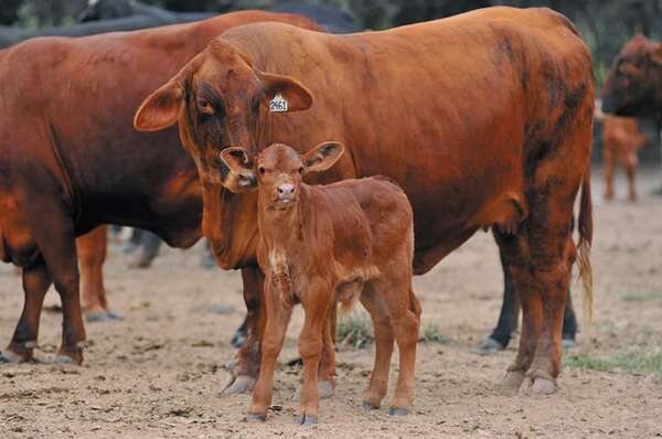 Caída del dólar castiga a ganaderos: alertan sobre el riesgo en la producción de carne - ABC Rural - ABC Color