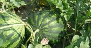 La Nación / Registran exitosa producción de sandía en Itapúa