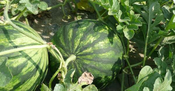 La Nación / Registran exitosa producción de sandía en Itapúa