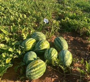 Productores de Itapúa logran exitosa producción de sandía en verano - ADN Digital
