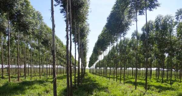 La Nación / Nuevo dato forestal, clave para apertura a mercados exigentes