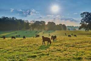 La llave para la rentabilidad ganadera en épocas de calor intenso - ABC Rural - ABC Color