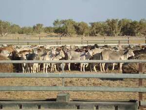 Remates ganaderos: un negocio que va desde G. 15 millones hasta G. 3.000 millones - ABC Rural - ABC Color