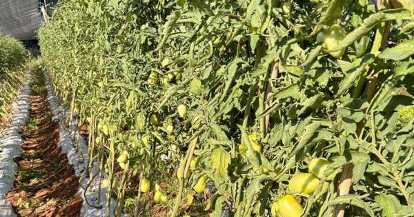 La Nación / MAG brinda asistencia técnica a los cultivos