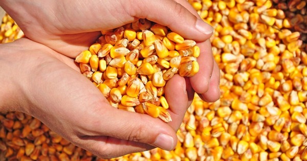 Duplican exportaciones de maíz zafra 2025 por elevada demanda