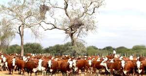 La Nación / Sector ganadero pide intervención del BCP ante la baja del dólar que afecta los ingresos