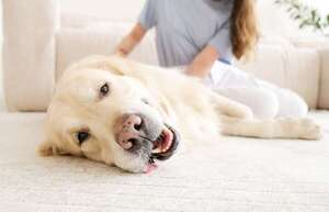 ¿Por qué a los perros les gusta tanto que les rasquen justo encima de la cola? - Mascotas - ABC Color