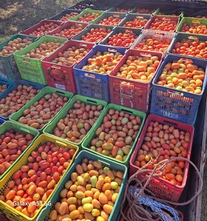Incautan 30.000 kilos de tomate sin documentación en el Mercado de Abasto - ADN Digital