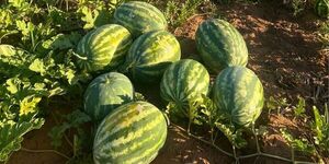 PRODUCTORES DE ITAPÚA LOGRAN EXITOSA PRODUCCIÓN DE SANDÍA EN VERANO