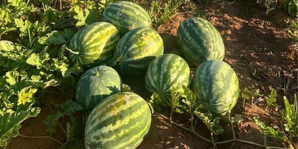 PRODUCTORES DE ITAPÚA LOGRAN EXITOSA PRODUCCIÓN DE SANDÍA EN VERANO
