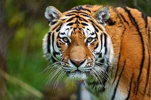 Tailandia: 72 tigres mueren en zoológico por moquillo canino y bacterias respiratorias - Ciencia - ABC Color