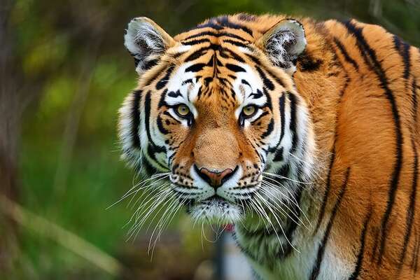 Tailandia: 72 tigres mueren en zoológico por moquillo canino y bacterias respiratorias - Ciencia - ABC Color