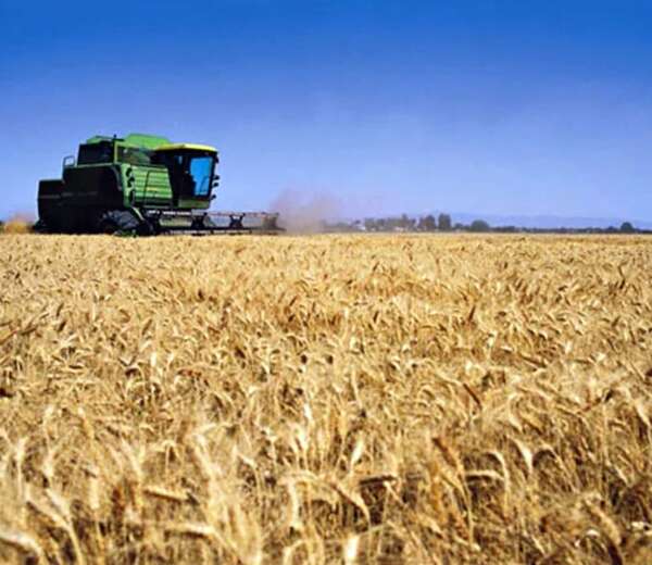 Trigo: exportación creció en un 12% - Económico - ABC Color