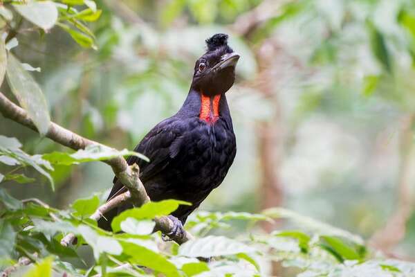 Cortejo y plumaje: cómo el ave paragüero cautiva en la selva - Ciencia - ABC Color