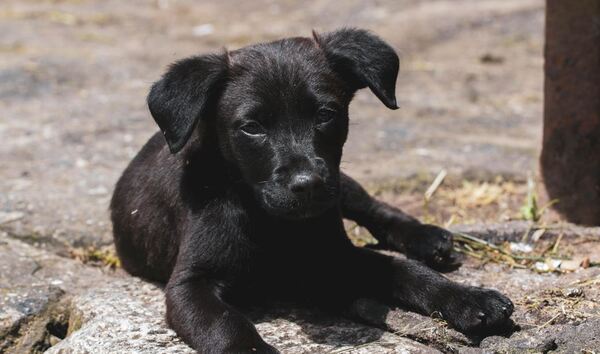 Policía actuará en flagrancia ante maltrato animal por calor o frío extremo
