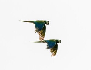 El maracaná cuello dorado en Paraguay: vecino bullicioso de bosques y riberas